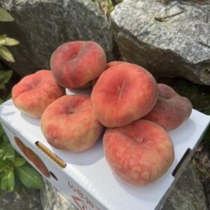 꽉누른 진짜 납작복숭아 1kg 쫀-쫀 초달달 8월 중순 순차 발송
