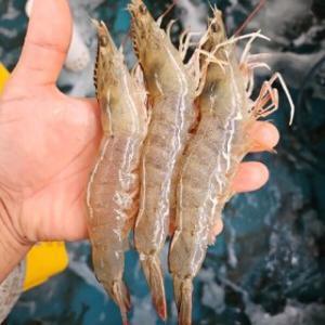 국내산 제철 활 왕새우 1kg (35미 내외) 대짜 활 생새우 횟감
