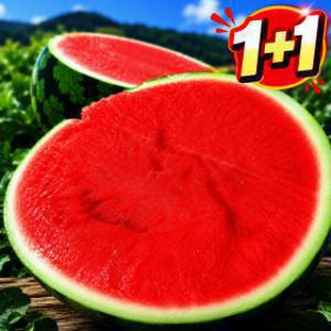 (한통 더 1+1) 당도선별 정품 씨없는 줄무늬 수박 4-5kg 2통 총 8-10kg 100통 한정 (주말특가)