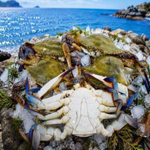 국내산 제철 활 숫꽃게 1kg+1kg (총 2kg) 6-10미내외 당일조업 산지직송 수율 좋은 자연산 꽃게 당일 초특가