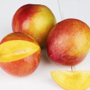 경북 왕자두/추희자두 2kg/13-14과내외
