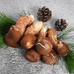 곡성 무농약 참송이버섯 상품 500g