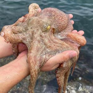 통영산 돌문어 1kg