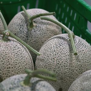 [더자인] 머스크메론 로얄과 3통 (개당 1.5kg 내외)