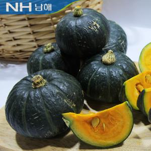 [산지직송] 남해농협  미니단호박(미니밤호박) 4kg(중)