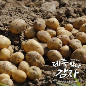 [신세계]제주 탐나 감자(5kg/개당 140g 이상)