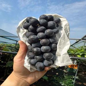 국내산 영동 김천 캠벨포도 가정용 2kg /5~8송이내외