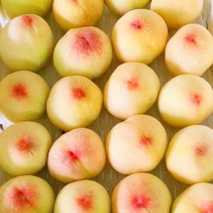 [7월초출고]예천 백도복숭아 1.5kg(4-6과)