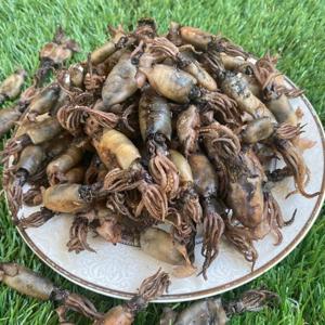 국산 먹꼴뚜기 500g 무료배송 / 먹물꼴뚜기 건꼴뚜기