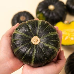 [과일꾼]제주 햇밤호박 단호박 국내산 보우짱 로얄과 4kg 6-16개