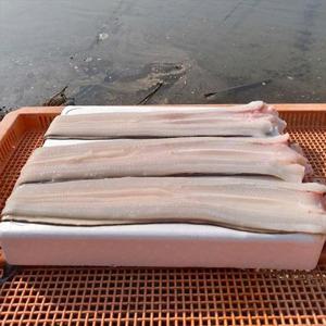 국내산 통영 바다장어 1kg