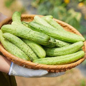 국내산 아삭한 백다다기오이 5kg