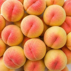 아삭달콤한 고당도 말랑 딱딱이 털복숭아 4kg 대과 11-14과 내외