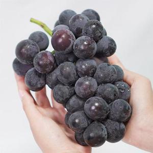 국내산 거봉 포도 1kg