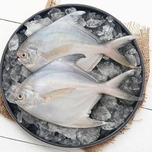 [기타]요리조리 국내산 병어 대 3미 (1미 180g 이상)