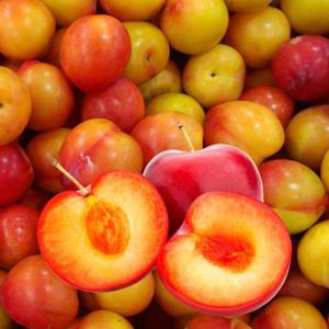 국내산 노지자두 고당도 햇 자두 특2kg