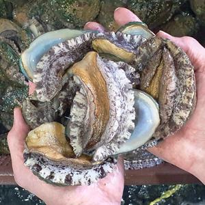 [산소포장]산지직송 싱싱한 진도 활 전복 특대 1kg (7-9미내외)_국내양식산