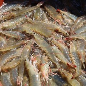 26년 첫 출하 신안 흰다리 새우 1kg(35미 내외)