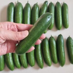 [당일수확]국내산 미니오이 1kg(17개~20개내외)