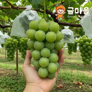 국내산 샤인머스켓 2kg 내외 5-6수