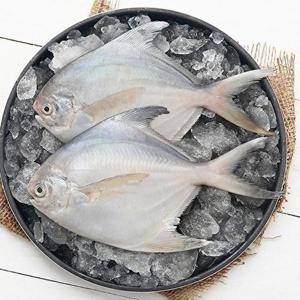 [에스케이스토아]요리조리 국내산 병어 대 5미 (1미 180g 이상)