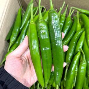 산지직송 국내산 아삭이고추(상) 10kg