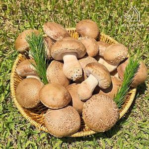 갤러리아_[웰굿] 산지직송 충북 생 송화고버섯 1kg(실속,중)