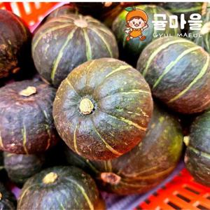 귤마을 제주 미니 밤호박 보우짱 로얄과 10kg 16-40개