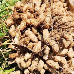 국내산 흙땅콩 2kg