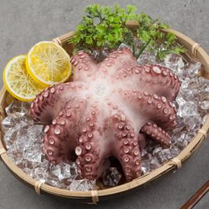 참맛나는 산지직송 국내산 제수용 활 돌문어 1.5kg (1미)