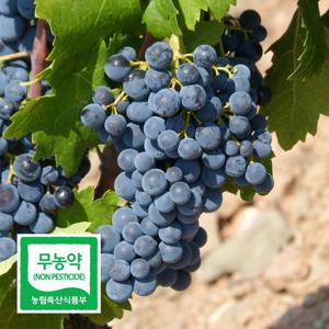 국내산 무농약 블랙펄 포도 2kg 씨없는 고당도 SG 블랙사파이어