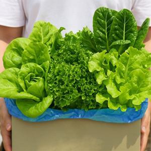 유러피안 샐러드 1kg 야채 GAP 샐러드용 채소 재료 믹스 대용량