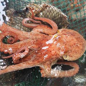 [춘백이네어부장터] 통영 자연산 돌문어 1.2-1.3kg / 1~2미