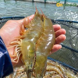 온미락 국내산 신안 제철 흰다리새우 생새우 500g(18미내외) 활새우 당일조업 당일발송 신선배송