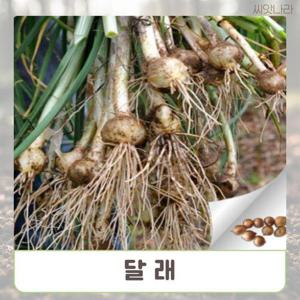 (씨앗나라) 달래 씨앗 300립 WFN3C52