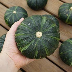 이제주 미니단호박(보우짱) 특품 8kg (18-25개)