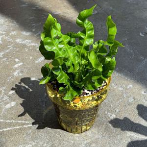코브라아비스고사리 pot set / 귀여운화분선물 키우기쉬운식물