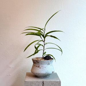무늬 알리고무나무 초보자도 키우기 쉬운 식물 소형 화분 공기정화 탁상용식물