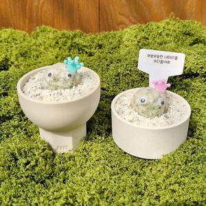백성선인장 + pla cxp 미니화분 식재세트