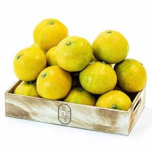 제주 황금향 가정용 (혼합과) 2.5kg / 4.5kg 실중량