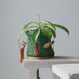 네펜데스 써머화분