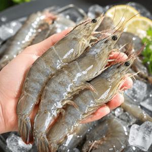 당일조업 국산 제철 생물 흰다리 활새우 500g 1kg