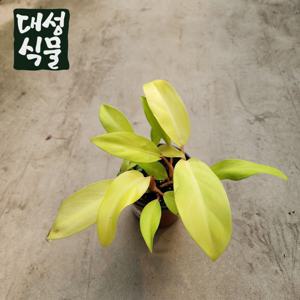 필로덴드론 라임 옥시카르디움 형광덴드론 소품