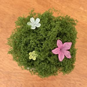 DIY 이끼화분 꾸미기 키트