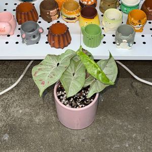 싱고니움 밀크 딸기우유 pot set / 무럭무럭 자라나라 귀여운 화분선물