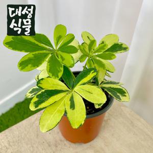 칼라홍콩야자 무늬홍콩야자 소형 쉐프렐라 공기정화식물 플랜테리어