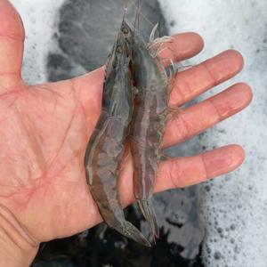 횟감용 활 흰다리새우 1kg 40미 내외 외