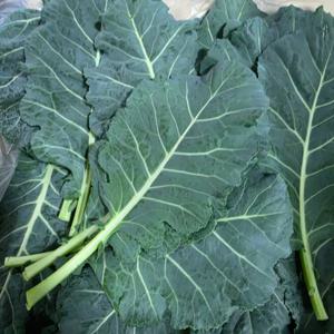 국내산 신선 케일 1kg 1세트