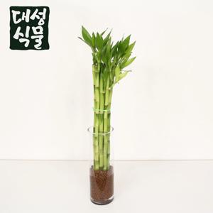 개운죽 40cm 수경재배 세트 키우기쉬운 공기정화식물 수생식물