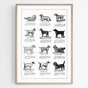 빈티지 컬렉션 인테리어 액자 포스터 강아지 그림 _ Dog Breeds